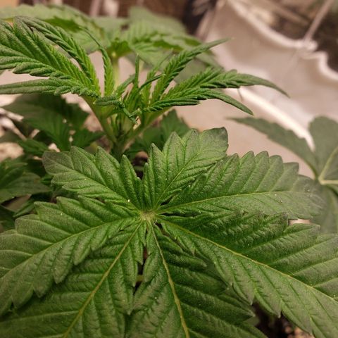 Geloctane  growlog timeline photo