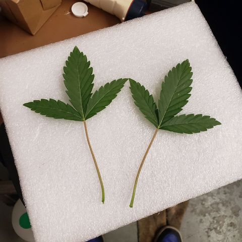 Geloctane  growlog photo: Removed 2 fan leaves