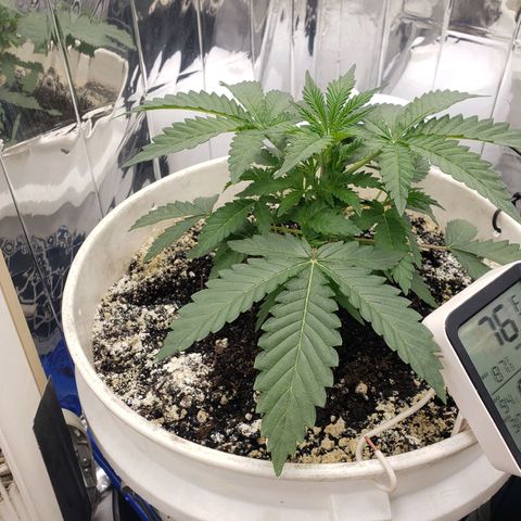 Geloctane  growlog photo: Removed 2 fan leaves