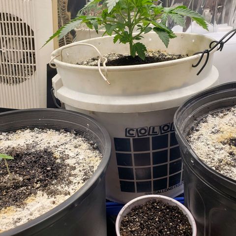 Geloctane  growlog photo: Removed 2 fan leaves