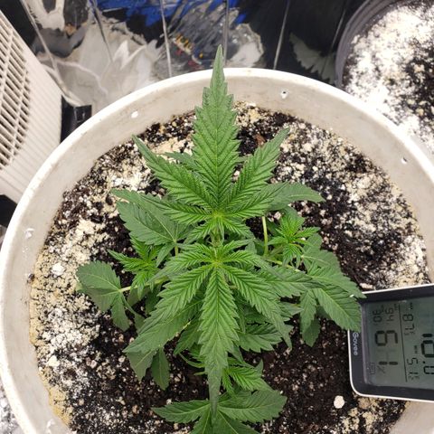 Geloctane  growlog timeline photo