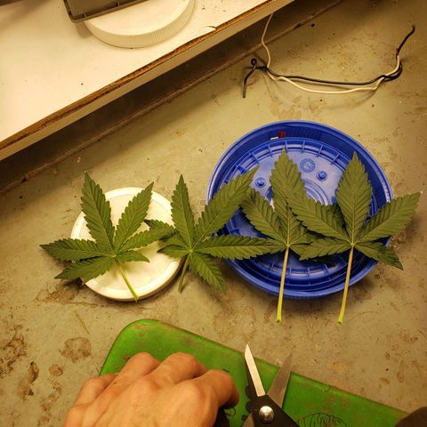 Geloctane  growlog timeline photo