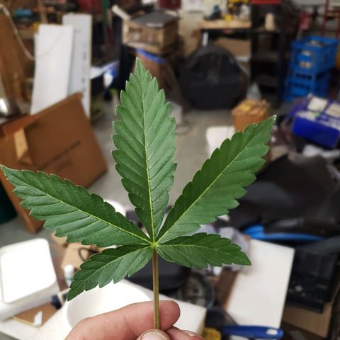 Geloctane  growlog timeline photo