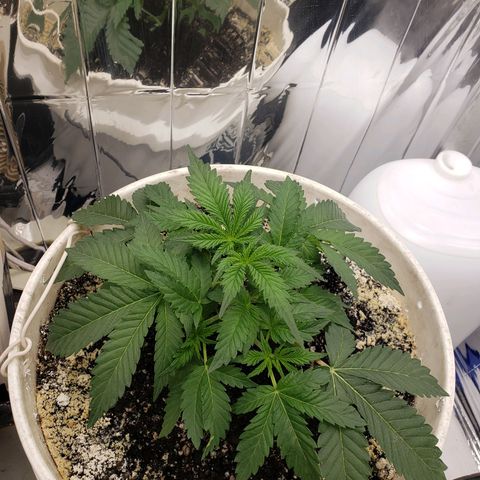 Geloctane  growlog timeline photo