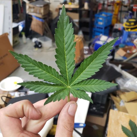 Geloctane  growlog timeline photo