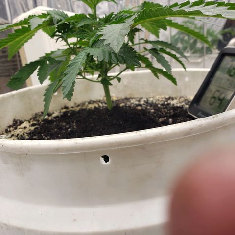 Geloctane  growlog timeline photo