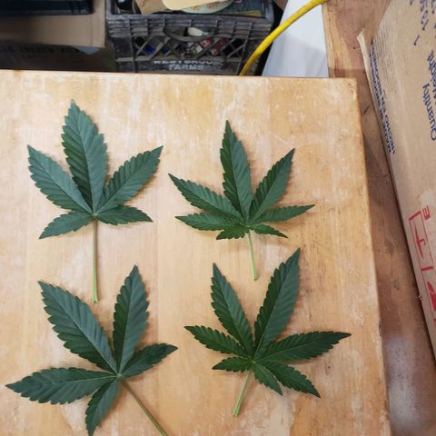 Geloctane  growlog timeline photo