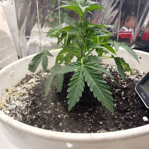 Geloctane  growlog timeline photo