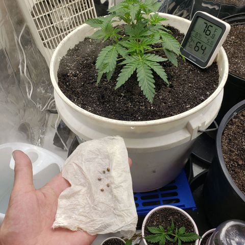 Geloctane  growlog timeline photo