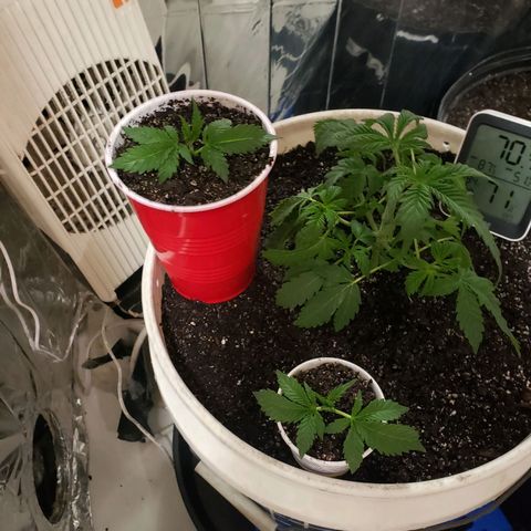Geloctane  growlog timeline photo