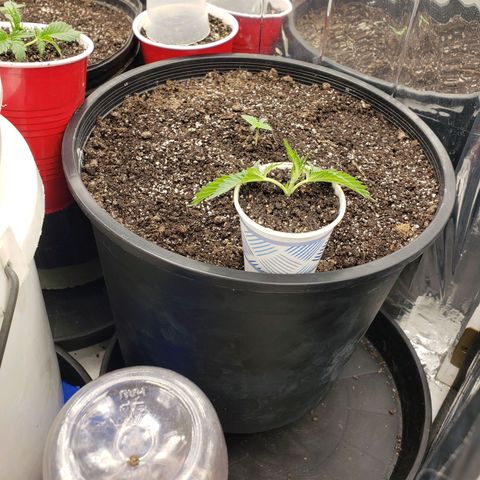 Geloctane  growlog timeline photo