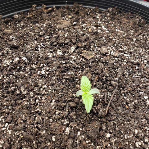Geloctane  growlog timeline photo