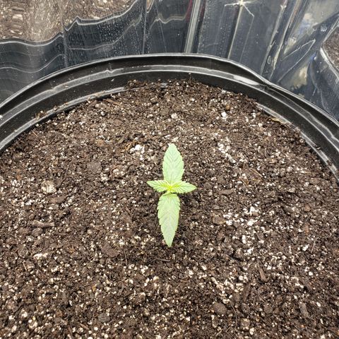 Geloctane  growlog timeline photo