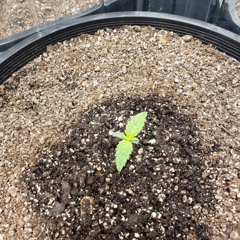 Geloctane  growlog timeline photo