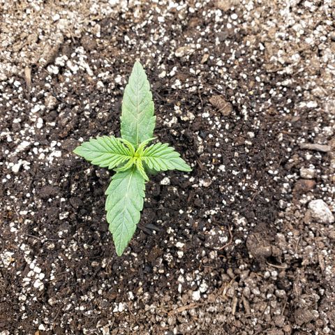 Geloctane  growlog timeline photo