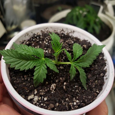 Geloctane  growlog timeline photo