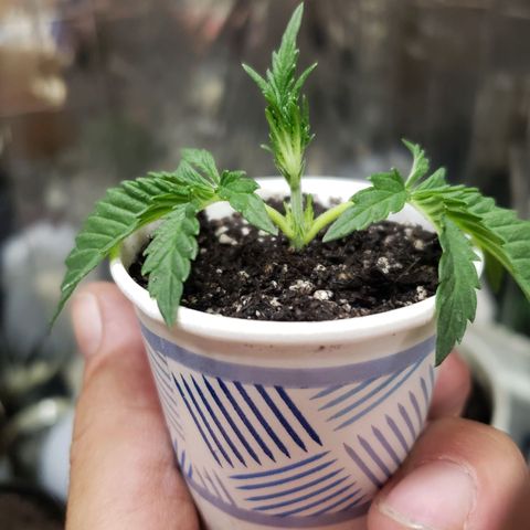 Geloctane  growlog timeline photo