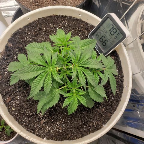 Geloctane  growlog timeline photo