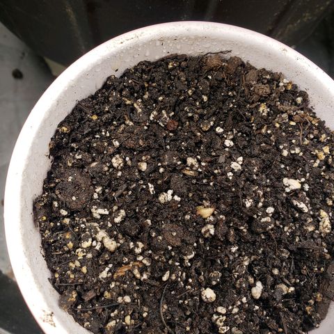 Geloctane  growlog photo: Removed shell from seedling