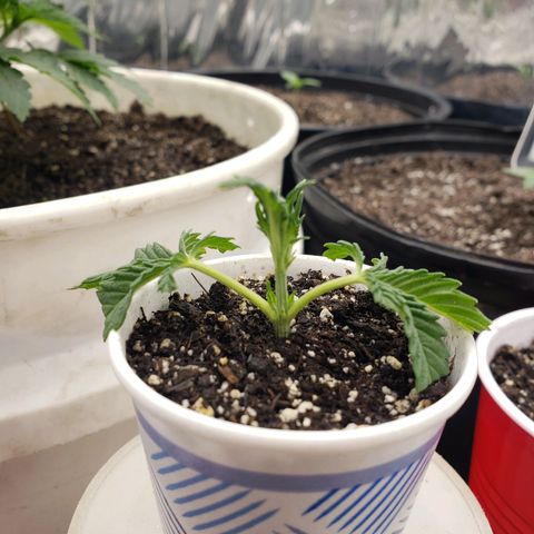 Geloctane  growlog timeline photo