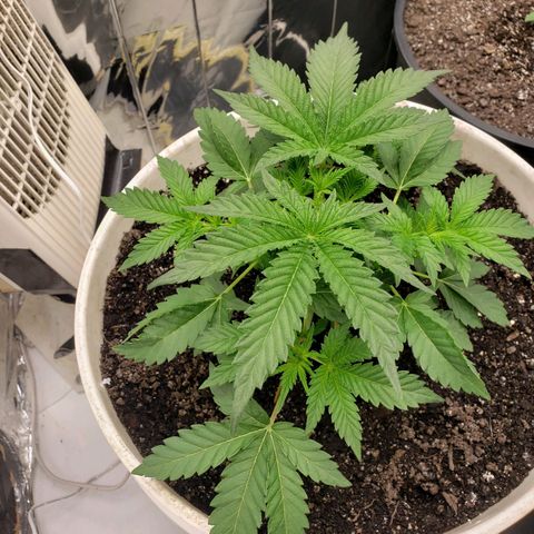 Geloctane  growlog timeline photo