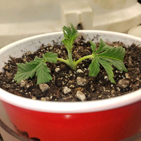 Geloctane  growlog timeline photo