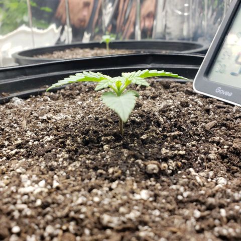 Geloctane  growlog timeline photo