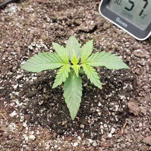 Geloctane  growlog timeline photo
