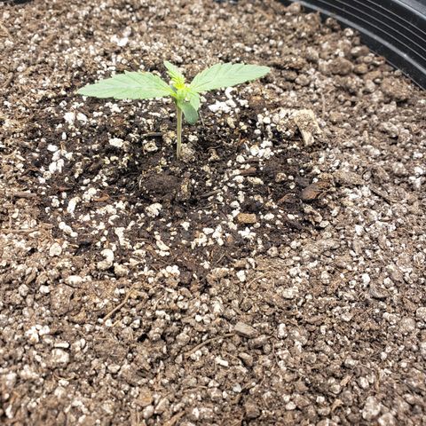 Geloctane  growlog timeline photo