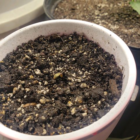 Geloctane  growlog timeline photo