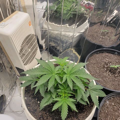 Geloctane  growlog timeline photo