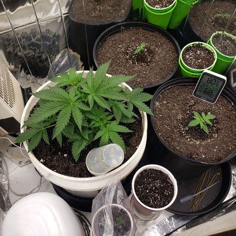 Geloctane  growlog timeline photo