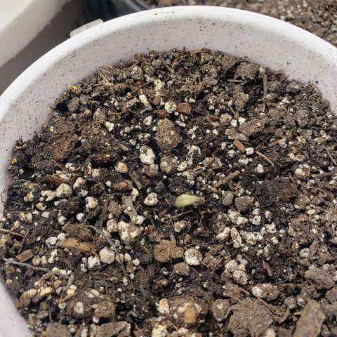 Geloctane  growlog photo: I didn't think this was gonna make it is super skunk I Started 2 super skunks and one Khalifa Kush which are doing good in 3 yellow pots now But for some reason the one superskunk is taking a lot longer 