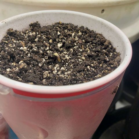 Geloctane  growlog photo: Super skunk was glanced when I planted the other superskunk in Khalifa Kush I didn't think it was gonna make it so I removed it it started to revive itself so it's back in the grow tent 