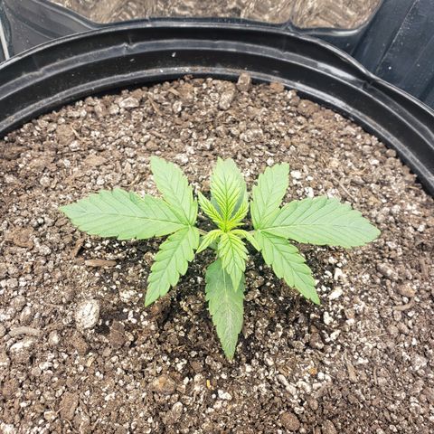 Geloctane  growlog photo: 12:50pm