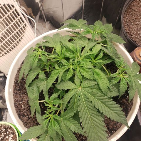 Geloctane  growlog photo: 12:50pm