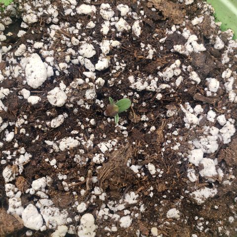 Geloctane  growlog photo: 12:50pm