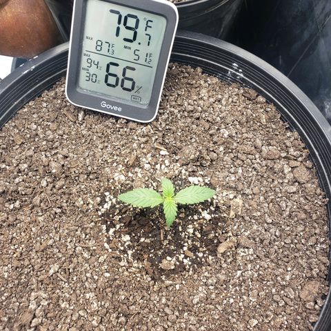 Geloctane  growlog photo: 12:50pm