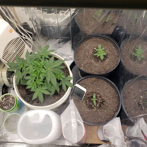 Geloctane  growlog timeline photo