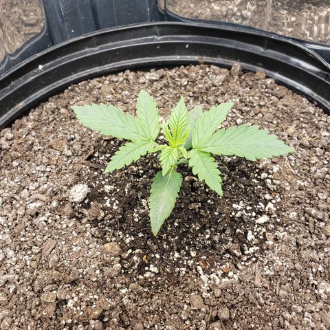 Geloctane  growlog timeline photo