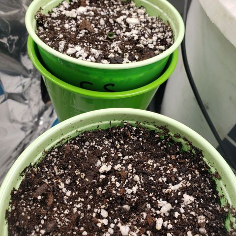 Geloctane  growlog timeline photo