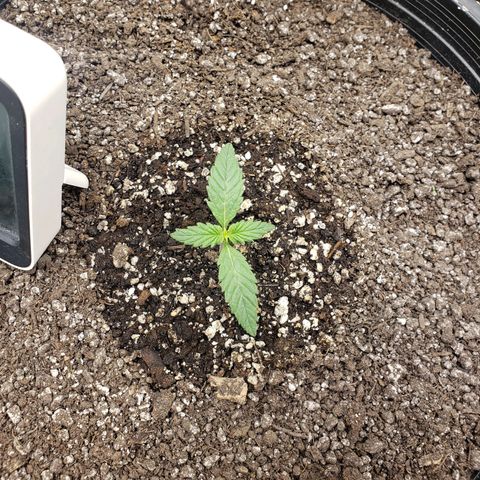 Geloctane  growlog timeline photo