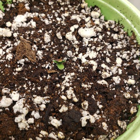Geloctane  growlog timeline photo
