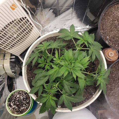 Geloctane  growlog photo: Trimmed a few fan leaves that were blocking Bud sites 1:30pm Trying to get as much light into the canopy as possible 