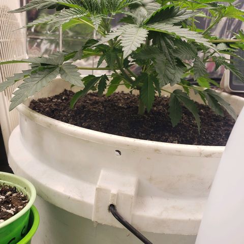 Geloctane  growlog photo: Trimmed a few fan leaves that were blocking Bud sites 1:30pm Trying to get as much light into the canopy as possible 
