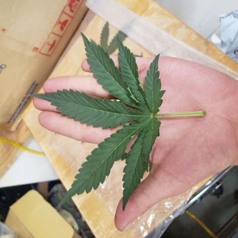 Geloctane  growlog photo: Trimmed a few fan leaves that were blocking Bud sites 1:30pm Trying to get as much light into the canopy as possible 