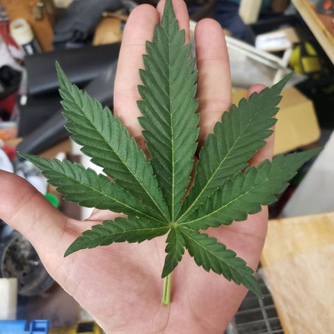 Geloctane  growlog photo: Trimmed a few fan leaves that were blocking Bud sites 1:30pm Trying to get as much light into the canopy as possible 