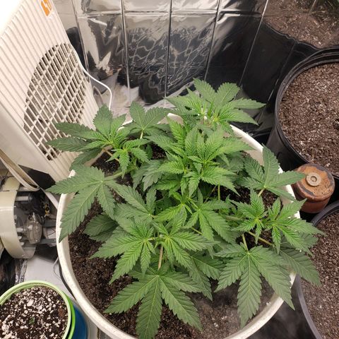 Geloctane  growlog photo: Trimmed a few fan leaves that were blocking Bud sites 1:30pm Trying to get as much light into the canopy as possible 
