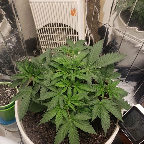 Geloctane  growlog photo: Trimmed a few fan leaves that were blocking Bud sites 1:30pm Trying to get as much light into the canopy as possible 