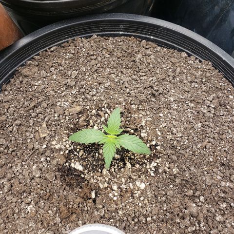 Geloctane  growlog timeline photo